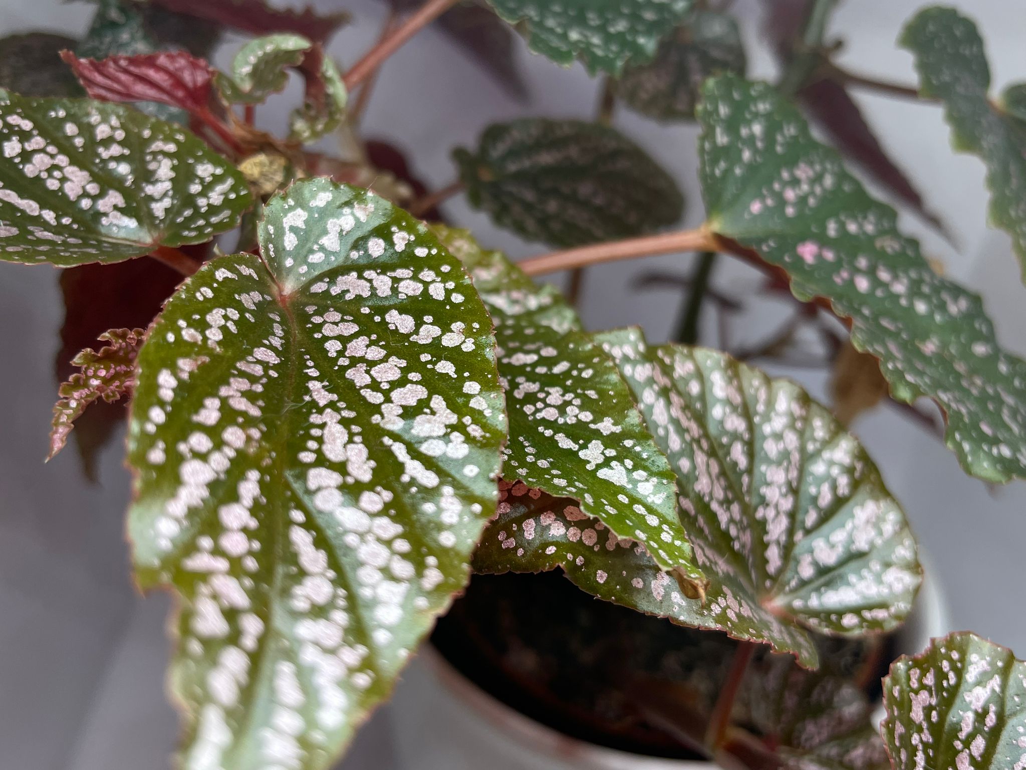 Begonia detail